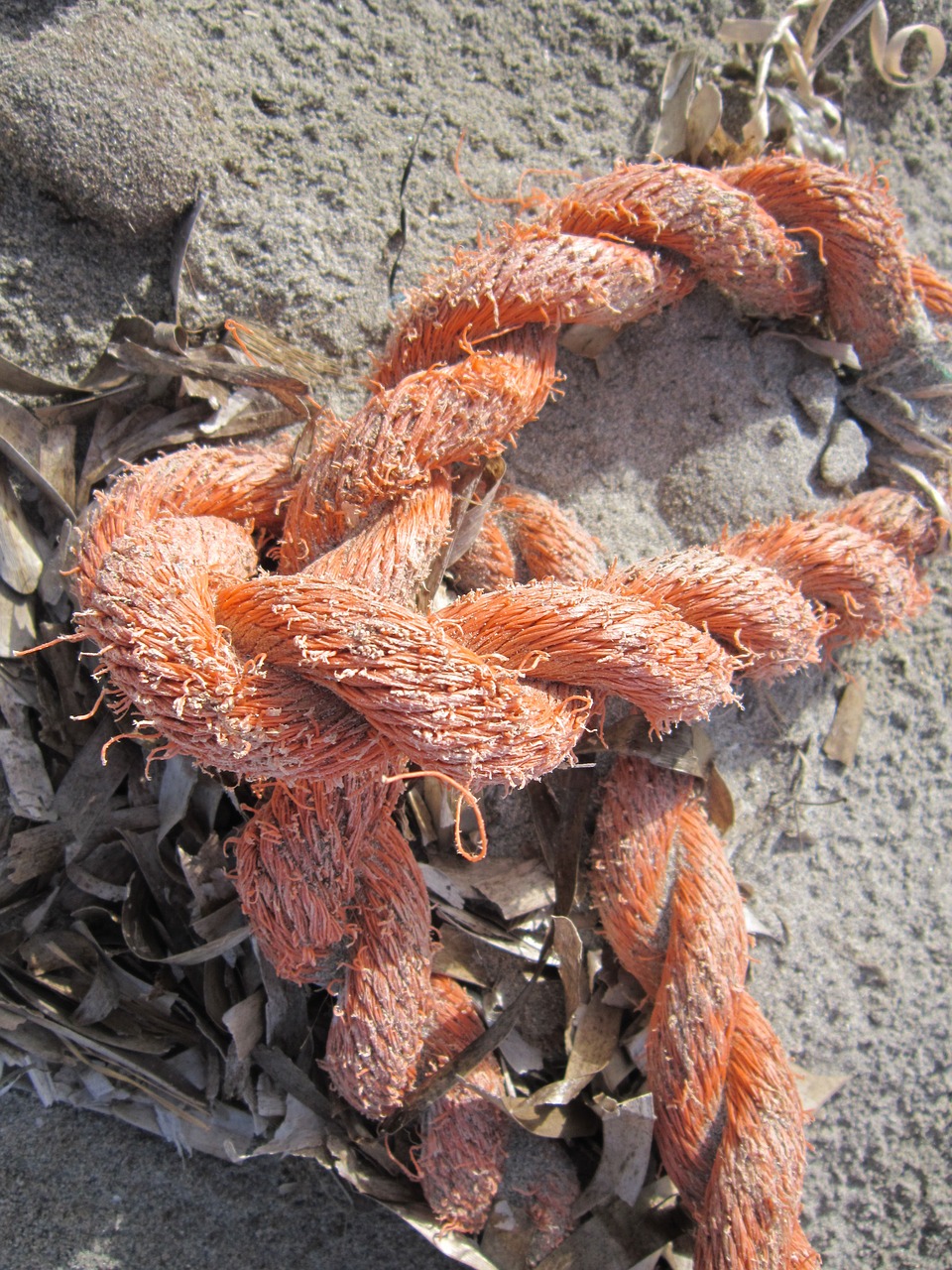 sand beach fishing knots free photo