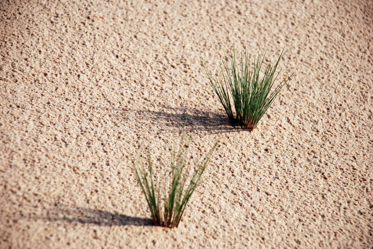 sand plants green free photo