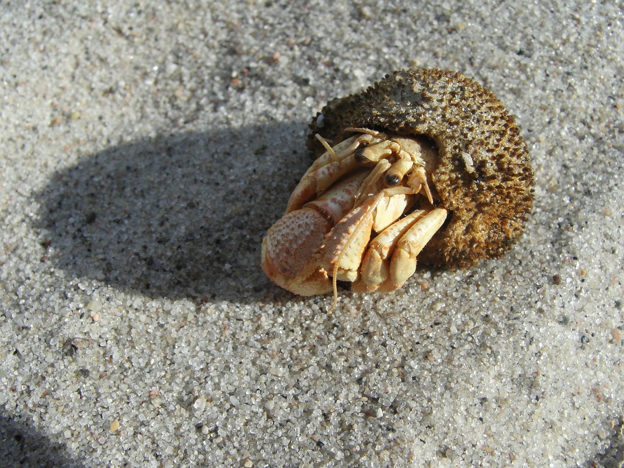 sand cancer hermit crab free photo
