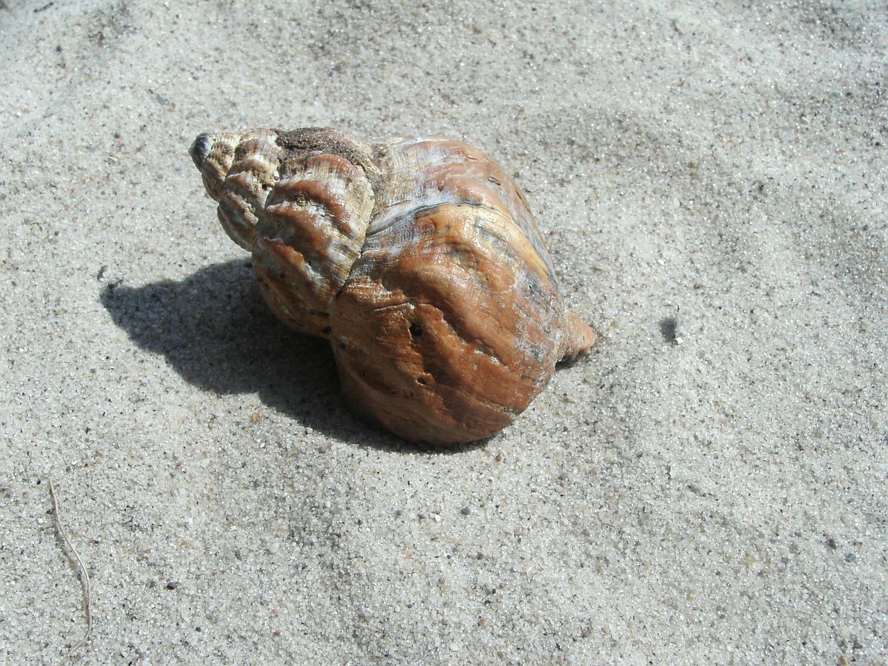 sand sand beach snail free photo