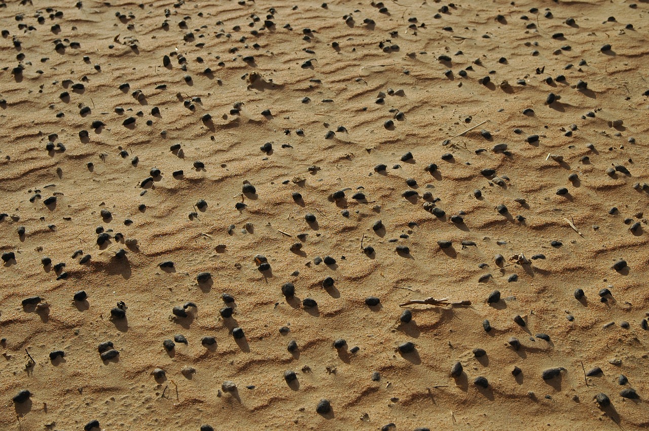 sand stones desert free photo