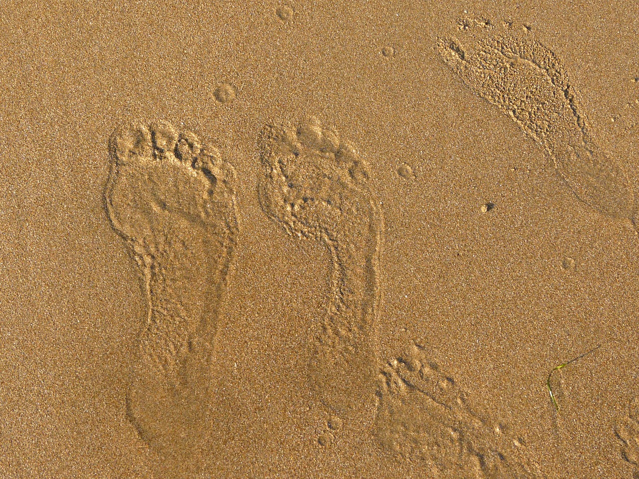 sand sea footprint free photo