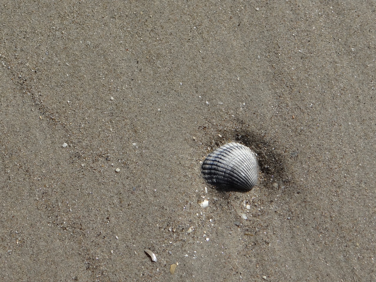 sand hull shell free photo