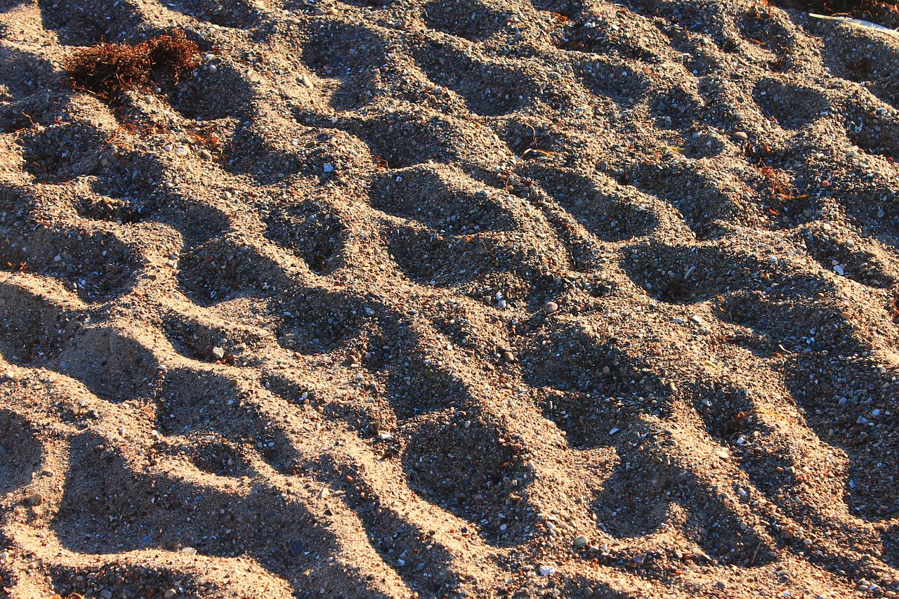 sand beach evening light free photo