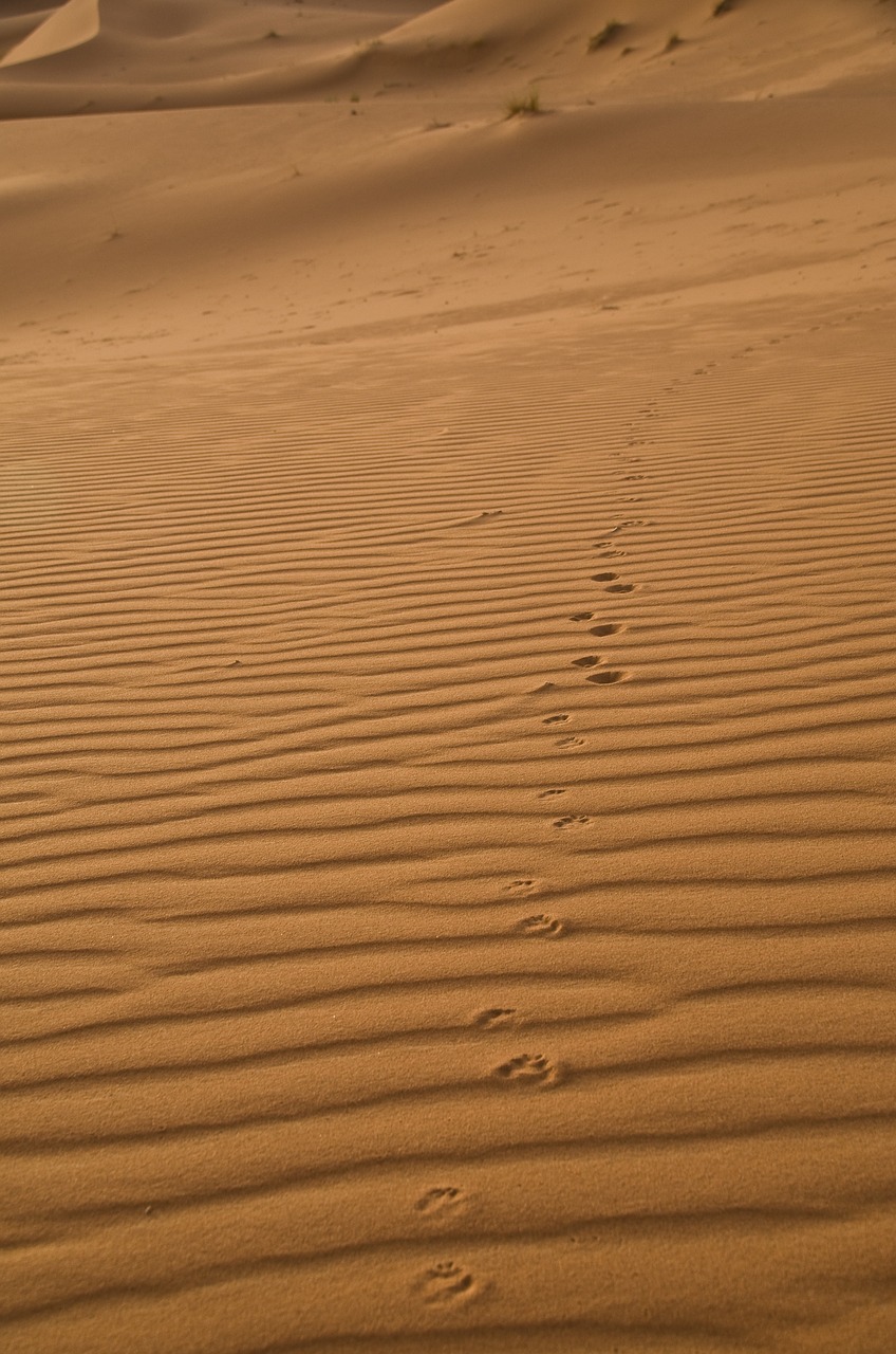 sand sahara traces free photo