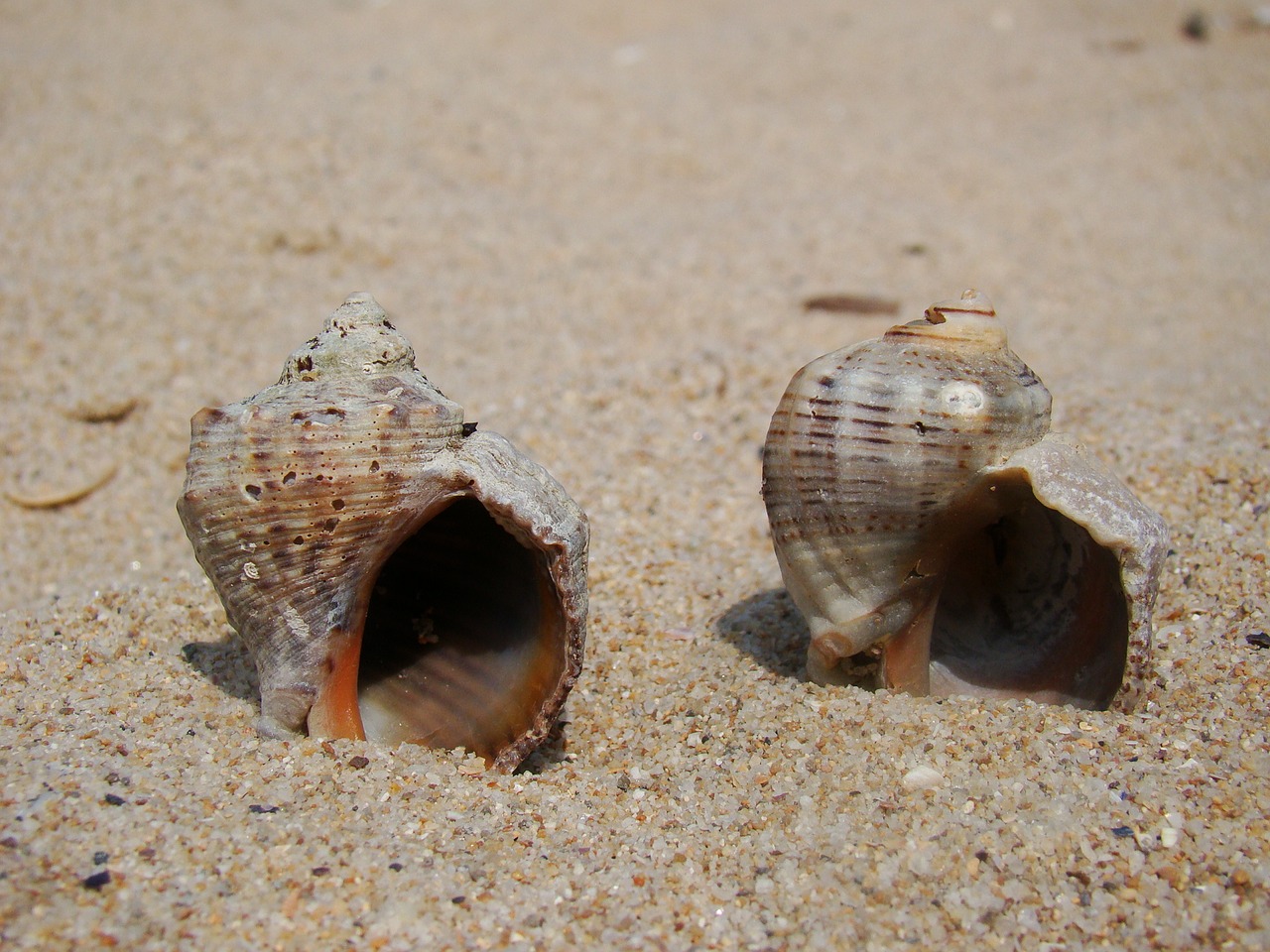 sand shells brown free photo