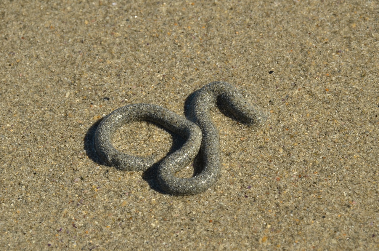 sand beach worm free photo