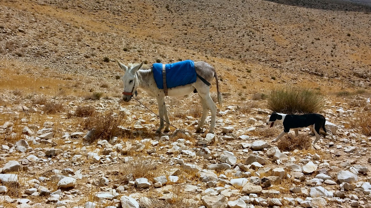 sand desert israel free photo