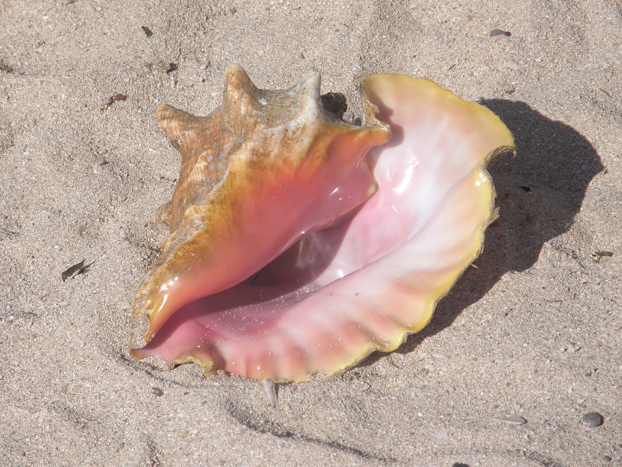 sand beach ocean free photo