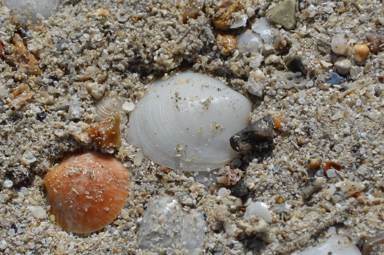 sand mussels stones free photo
