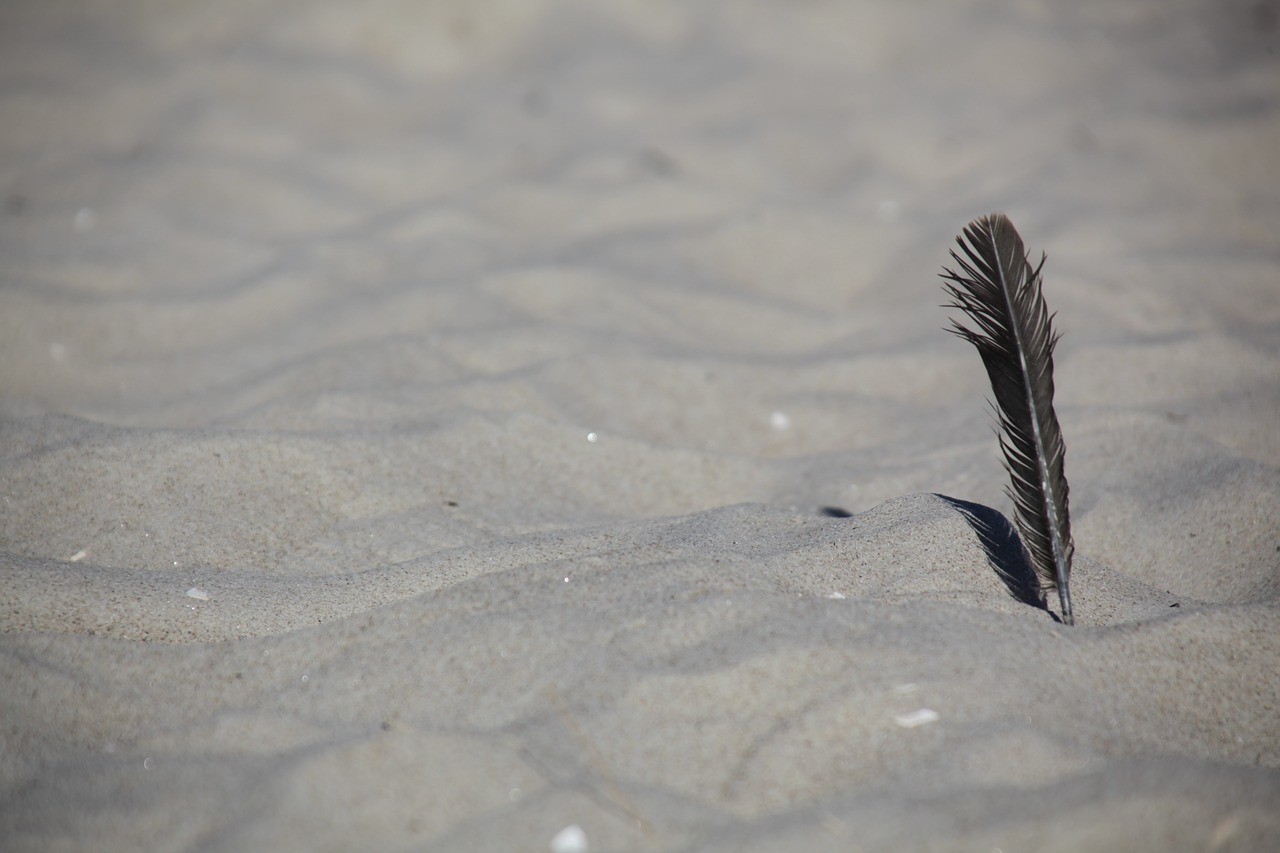 sand feather beach free photo