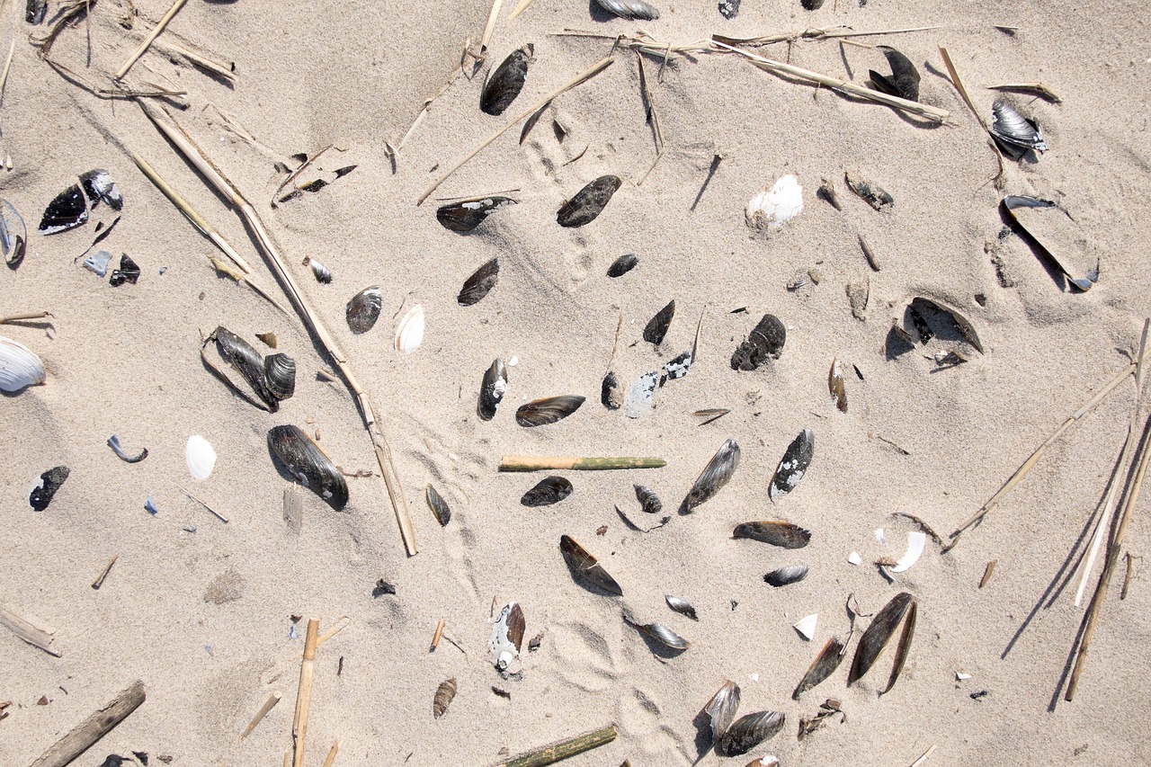 sand seashells grass free photo