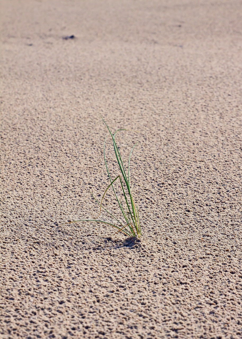 sand grass dunes free photo