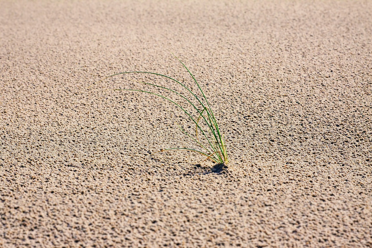 sand grass dunes free photo