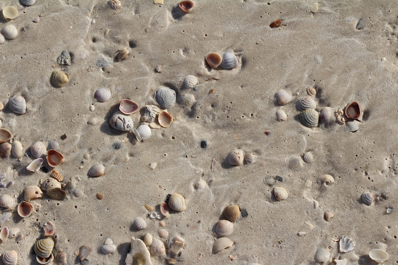 sand shells water free photo