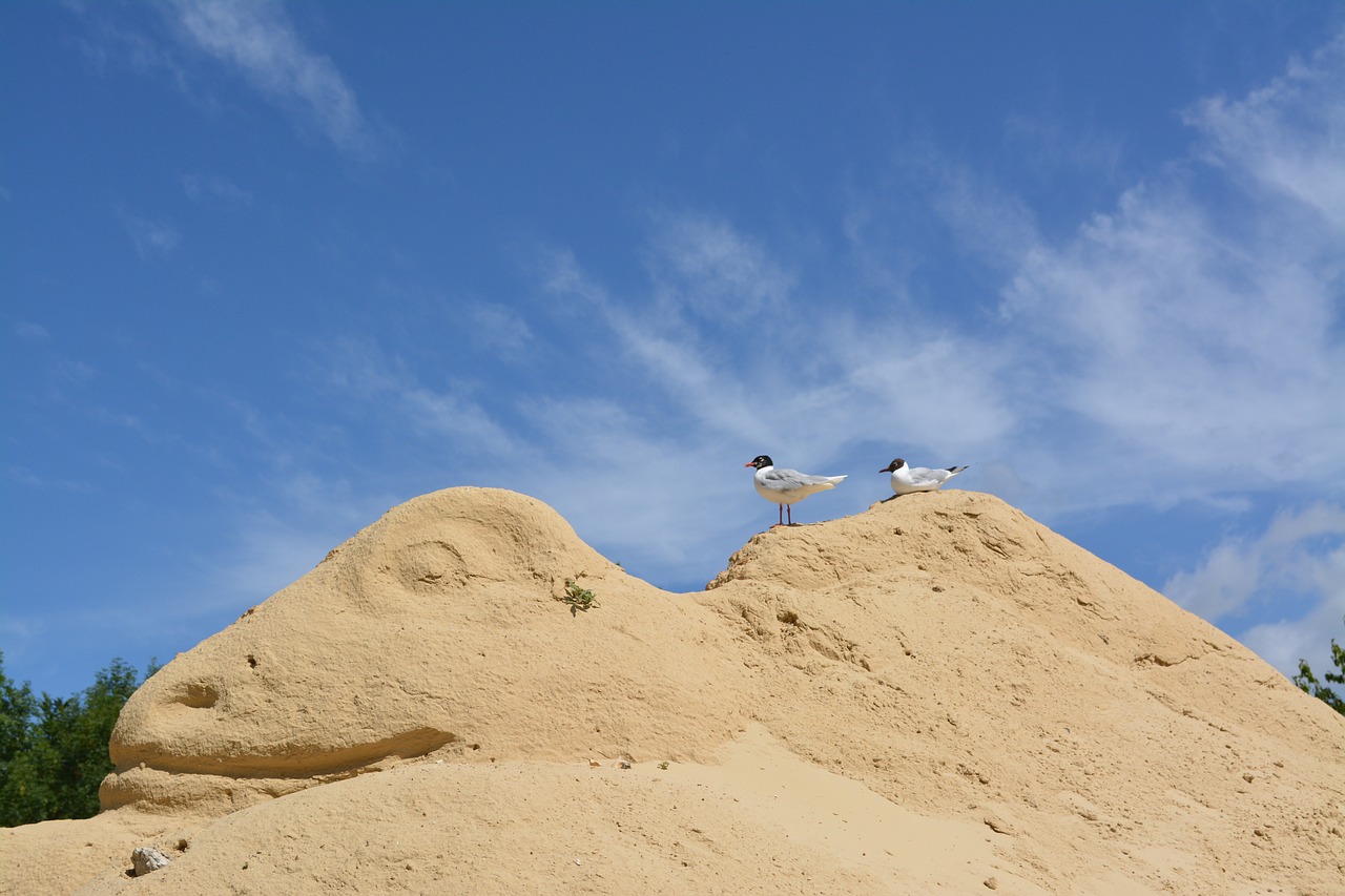 sand birds sculpture free photo