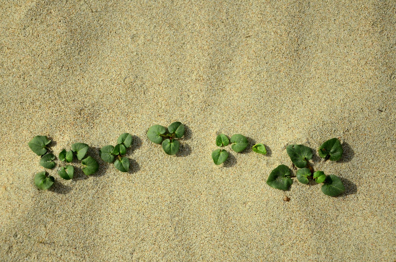 sand life nature free photo
