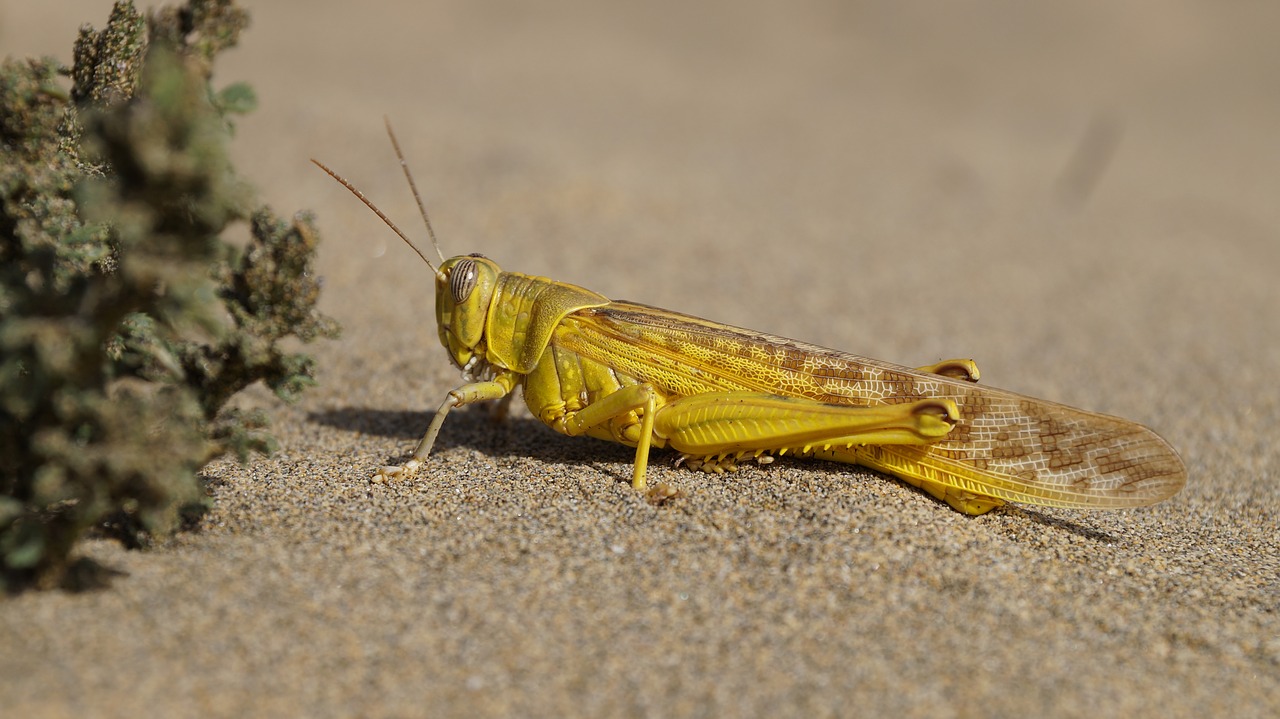 sand beach grasshopper free photo