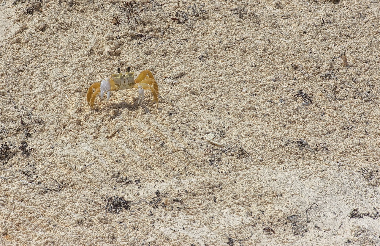 sand crayfish crab free photo