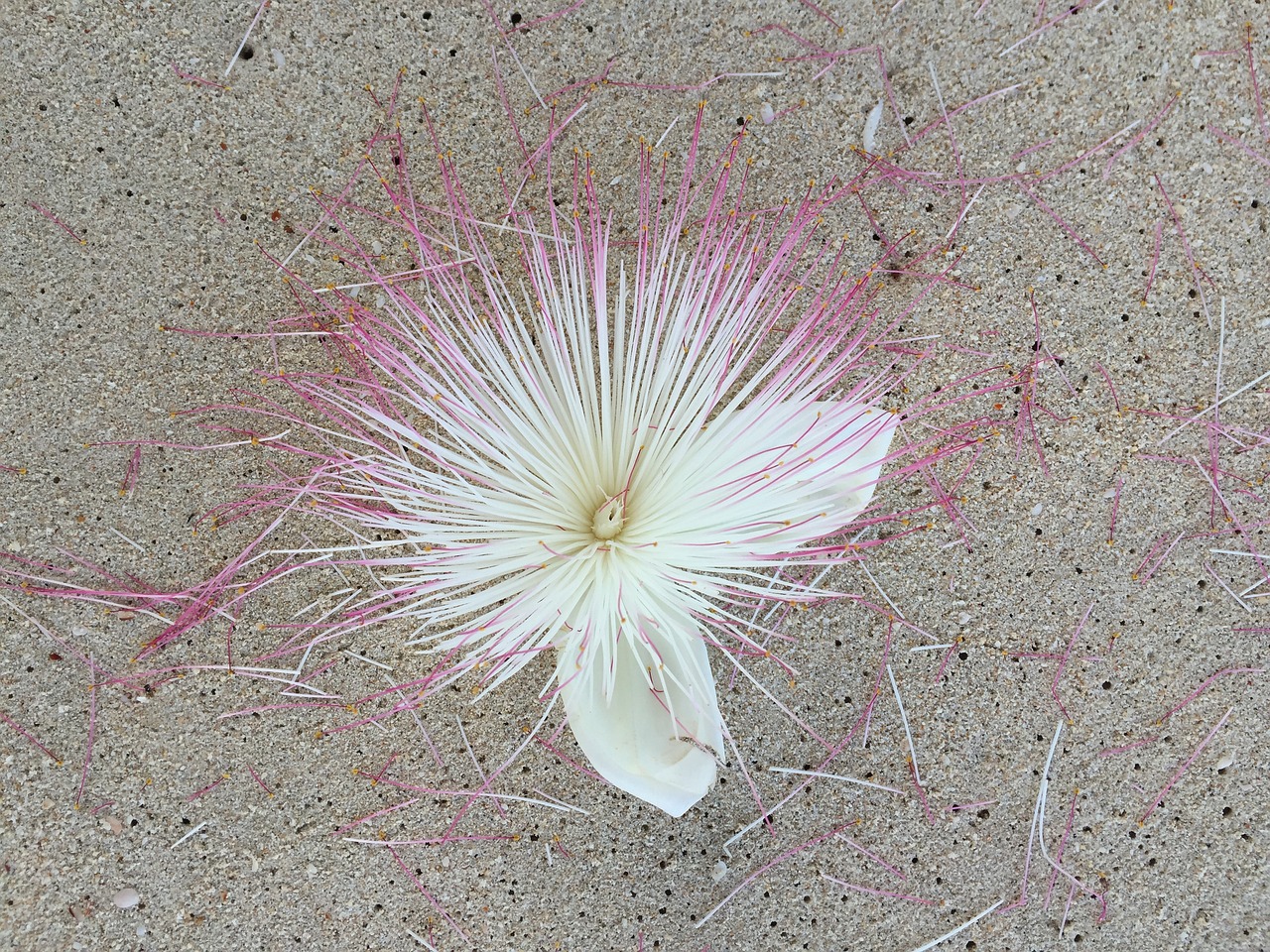 sand beach flowers free photo