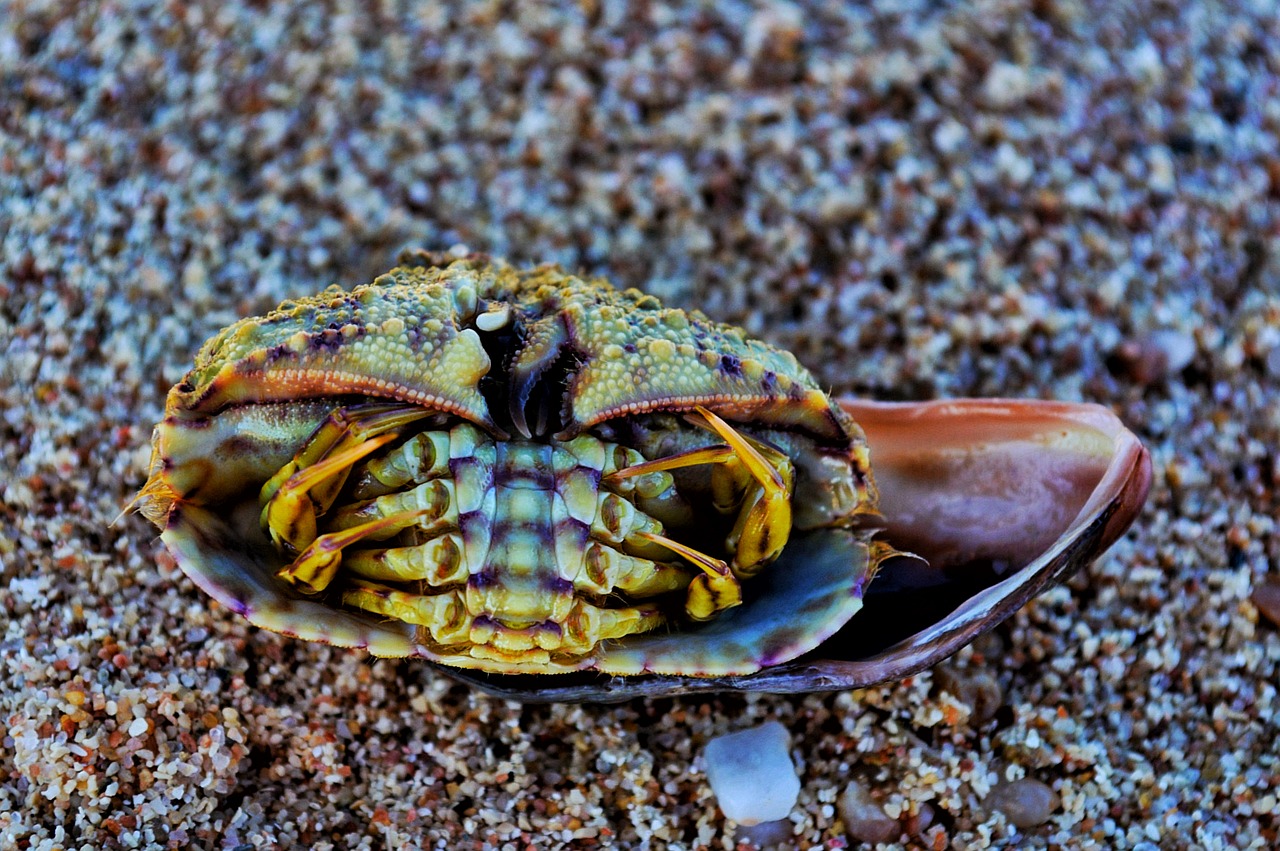 sand crab beach free photo