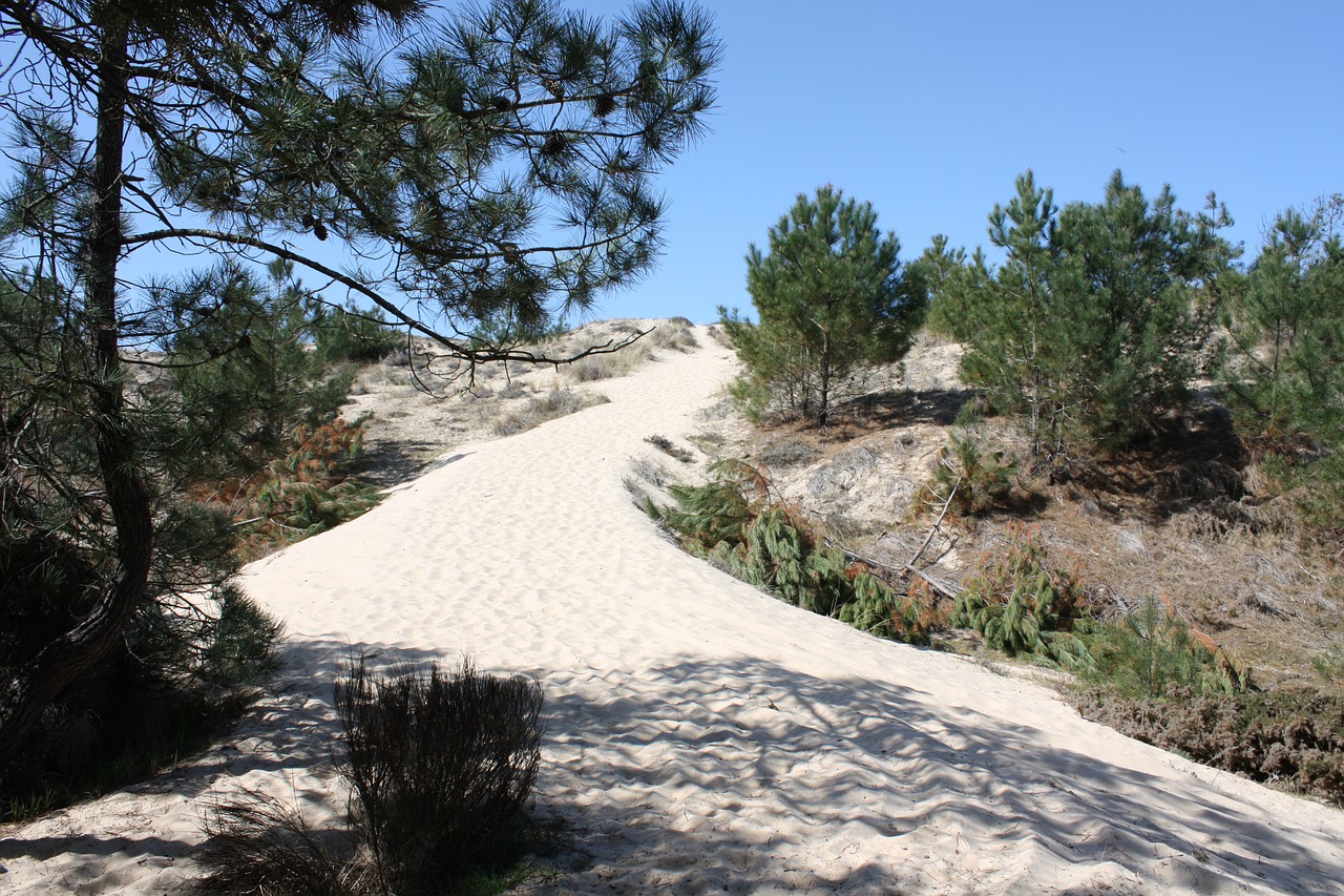 sand pine landscape free photo