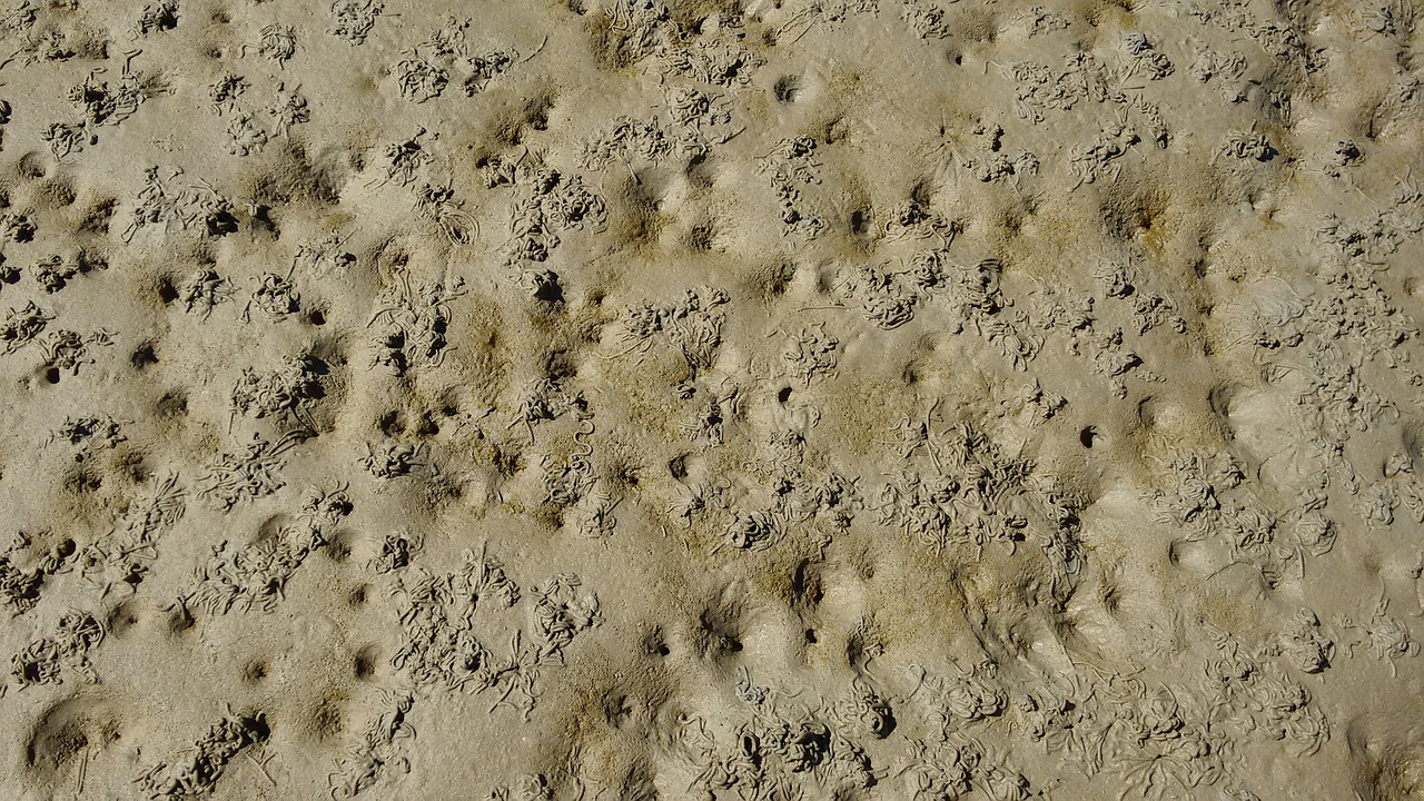 Черви в песке