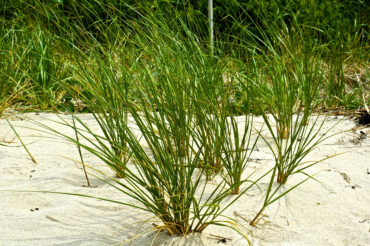 sand ocean grass free photo