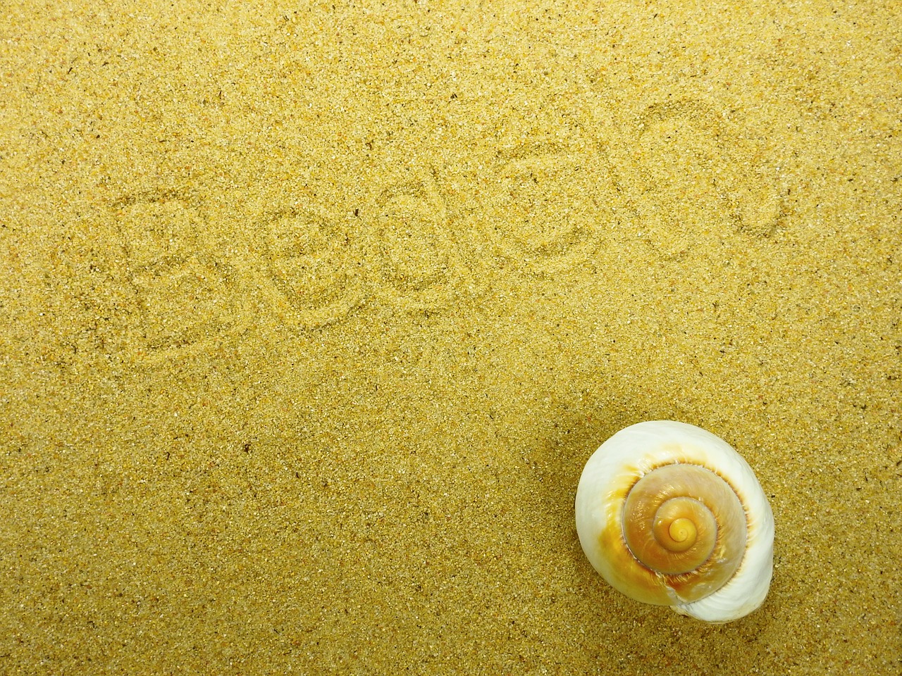 sand beach shell free photo