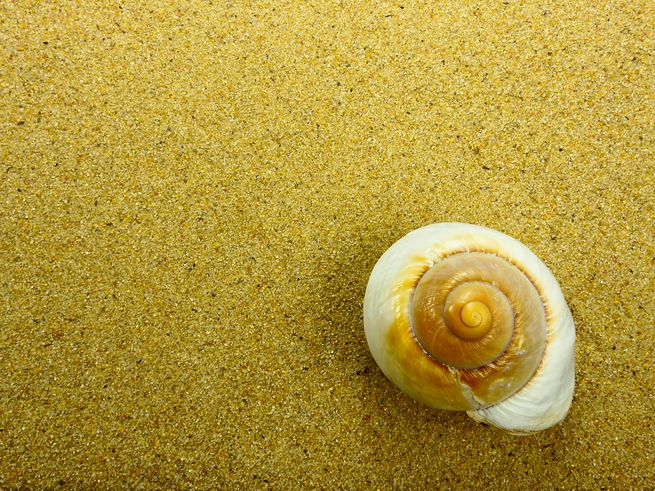 sand beach shell free photo