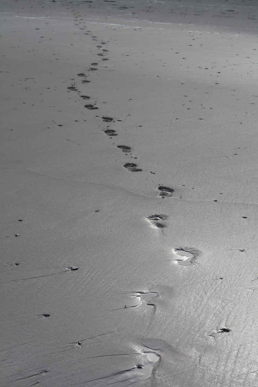 sand beach footprints free photo