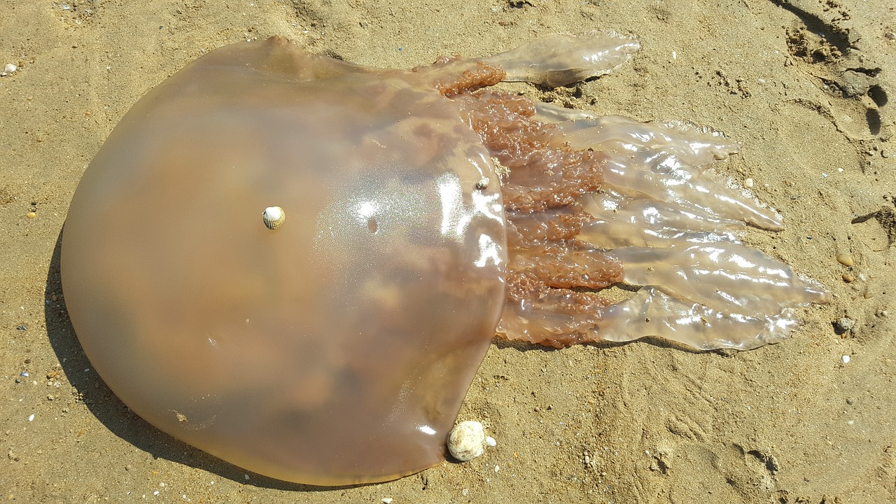 sand beach medusa free photo
