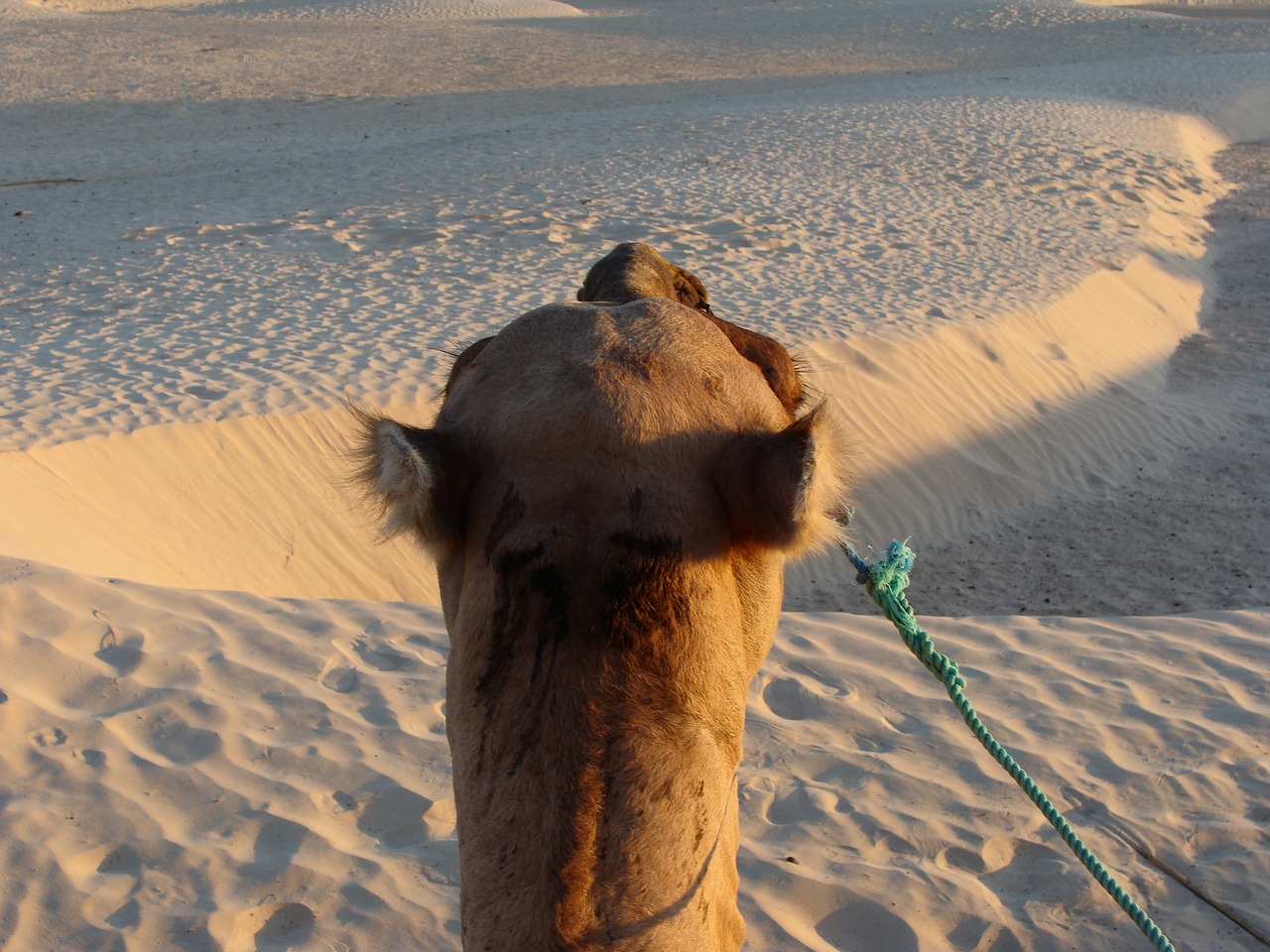 sand sahara camel free photo