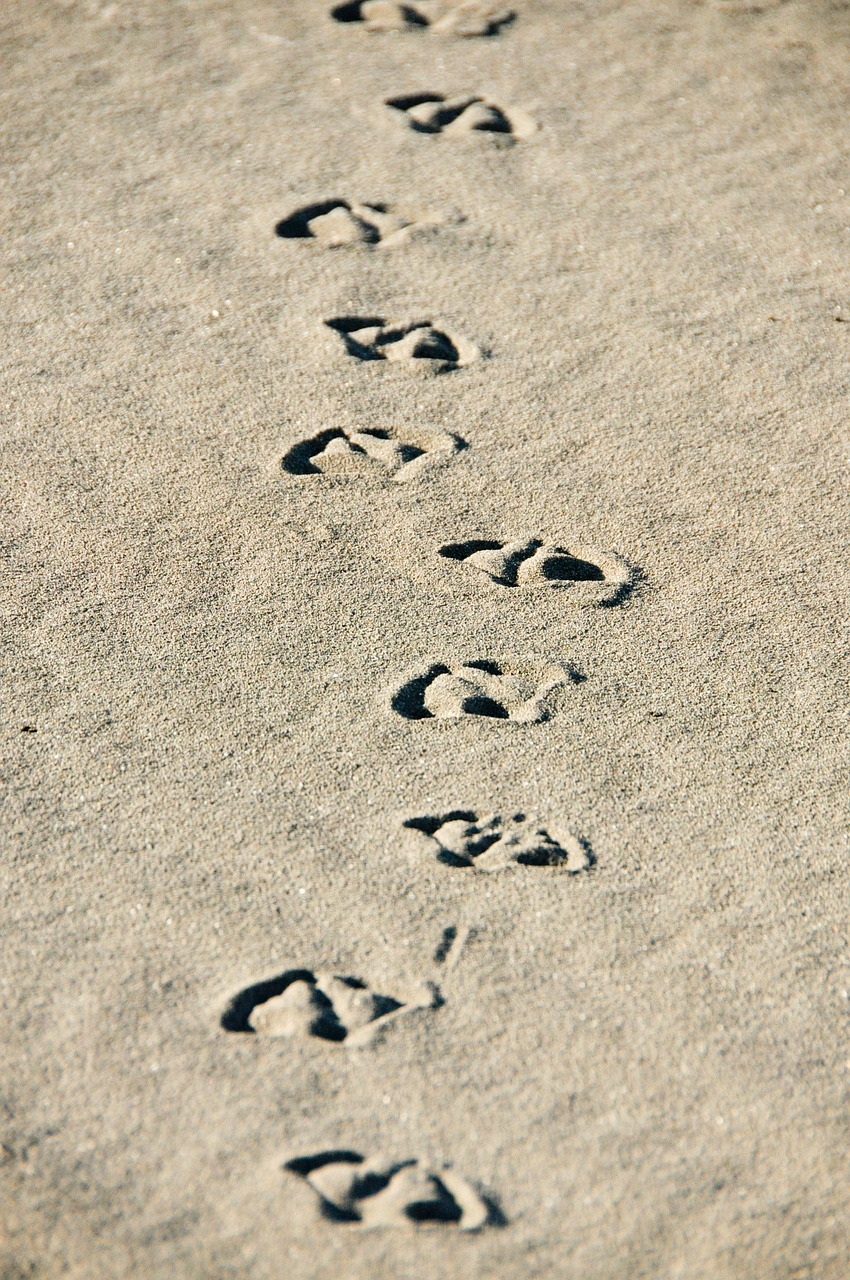 sand beach footprints free photo