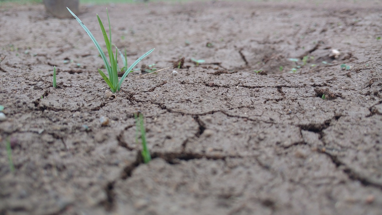 sand grass green free photo