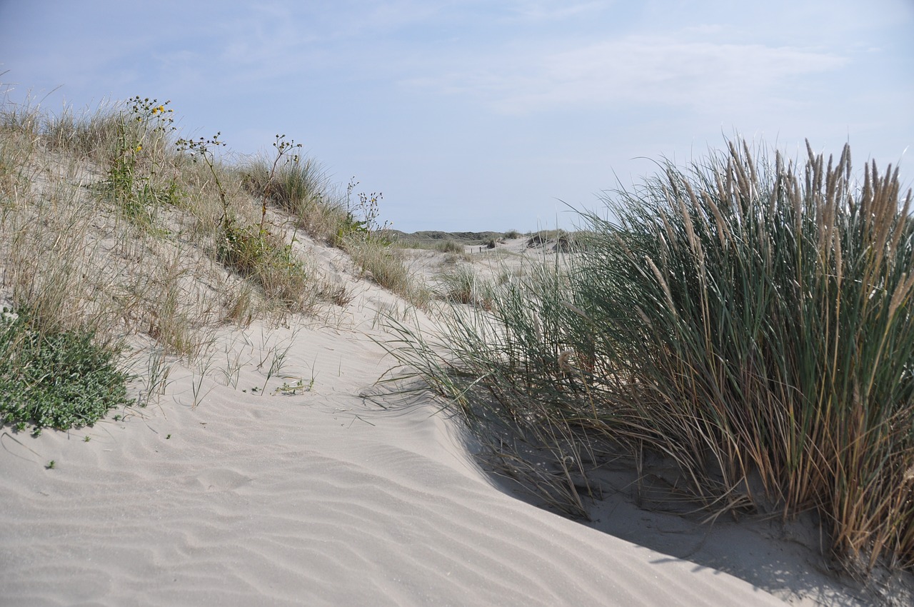 sand dunes marram grass free photo