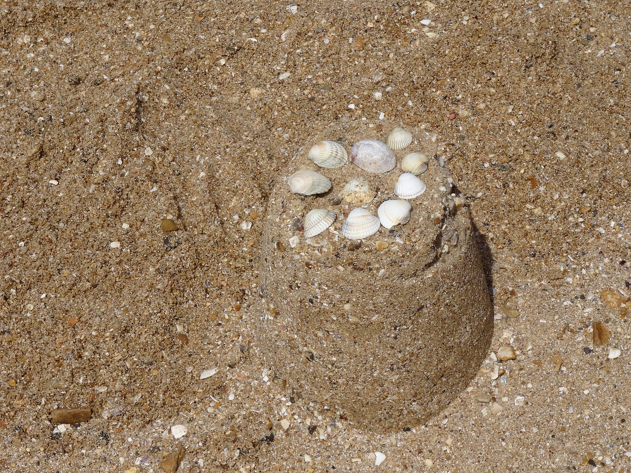 sand shells sand castle free photo