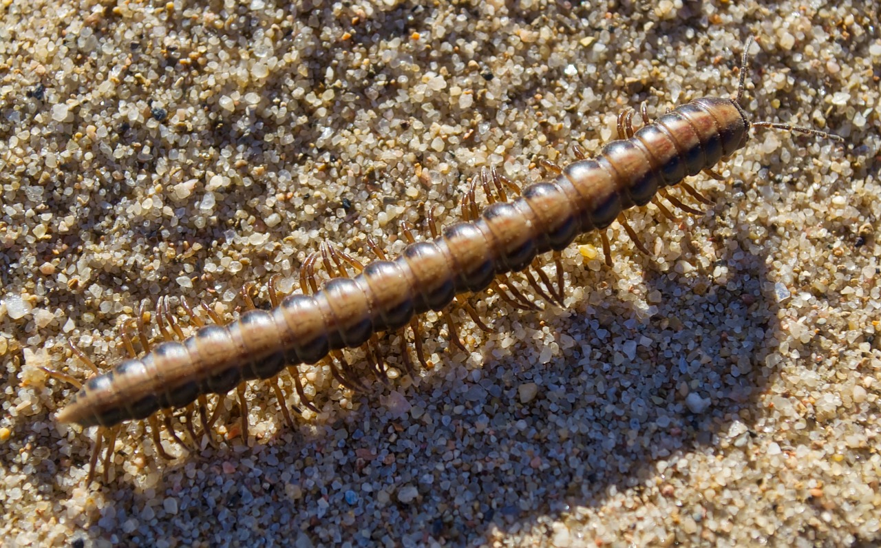 sand beach millipede free photo
