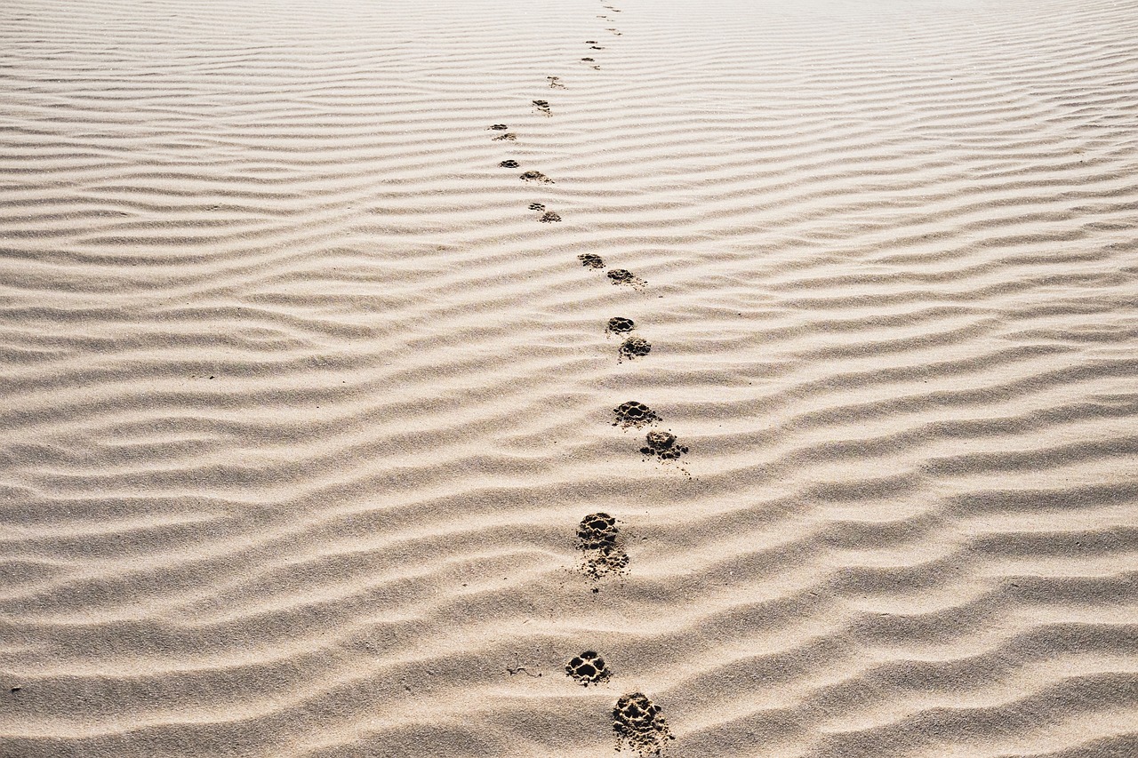 sand footprints beach free photo