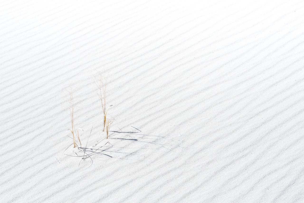 sand plant desert free photo