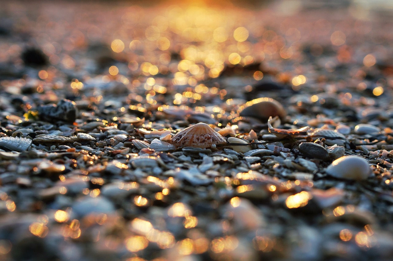 sand beach shore free photo