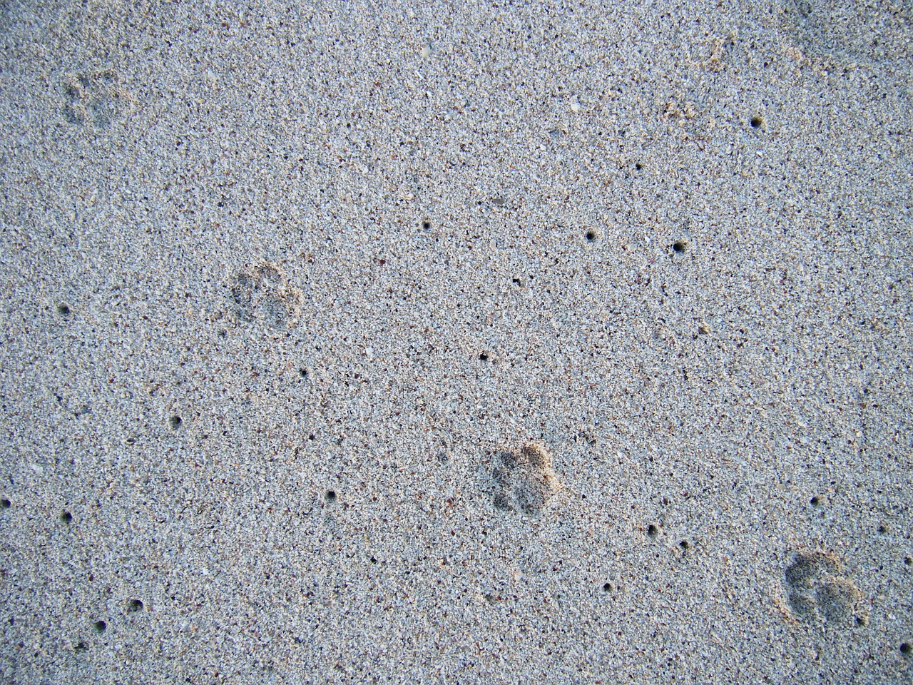sand animal foot free photo