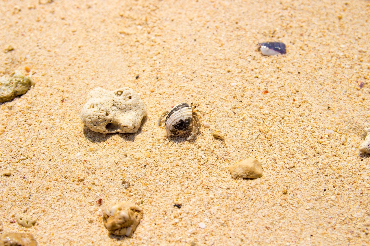sand beach crab free photo