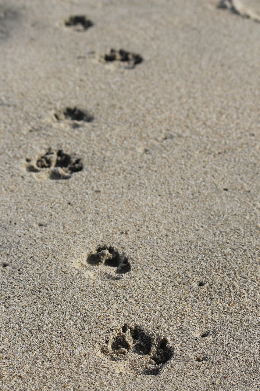 sand dog beach free photo