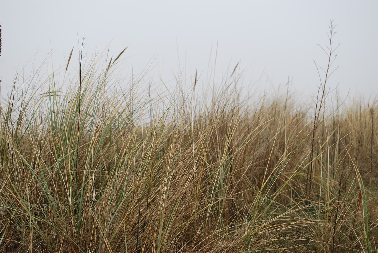 sand dune oyat free photo