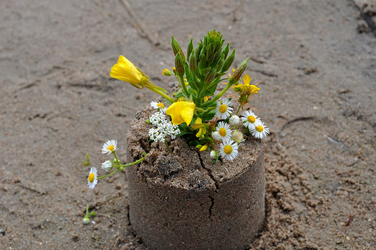 sand flowers beach free photo