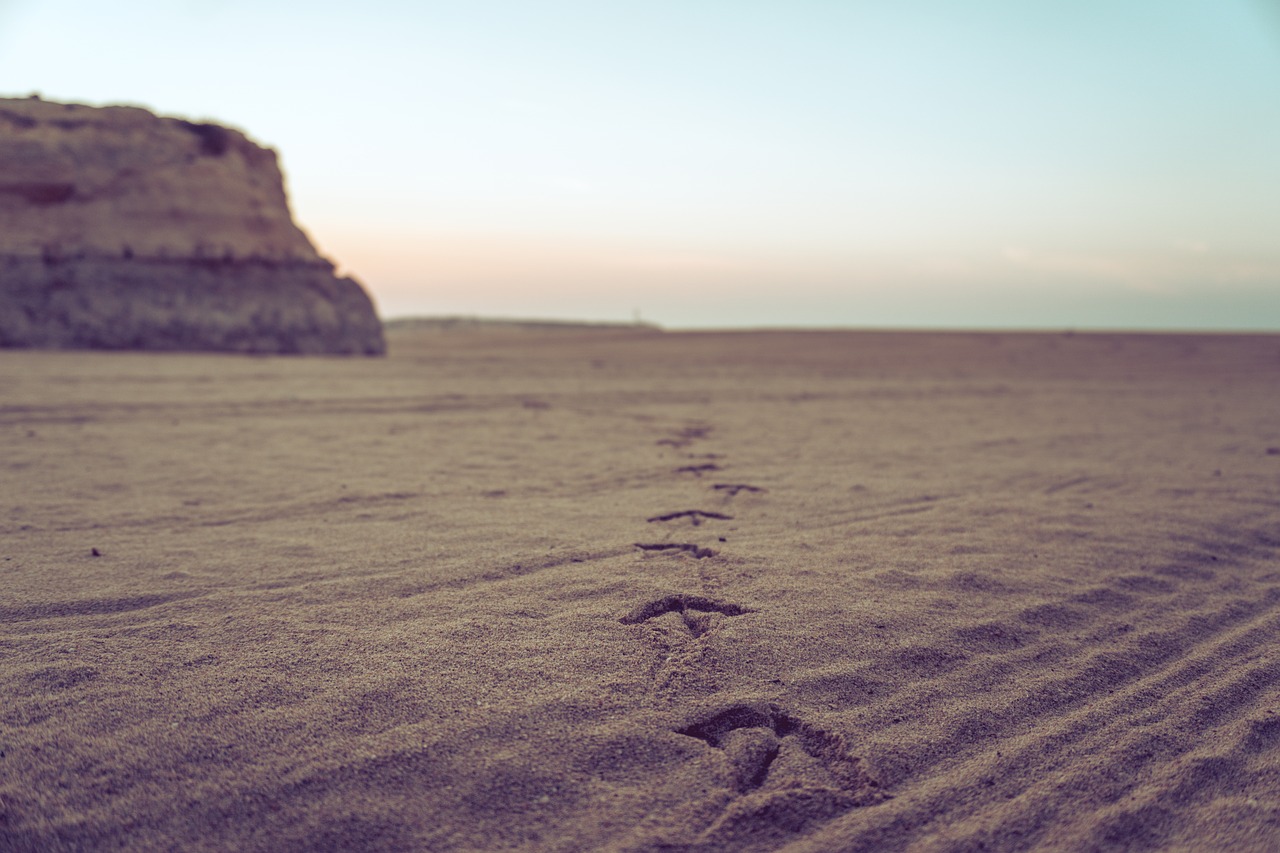 sand sunset seagull free photo