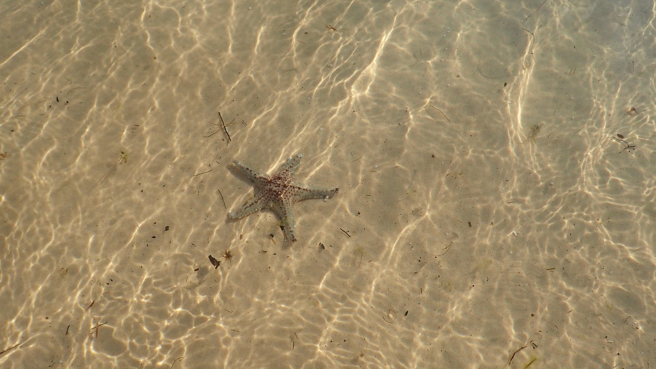 sand starfish vacation free photo