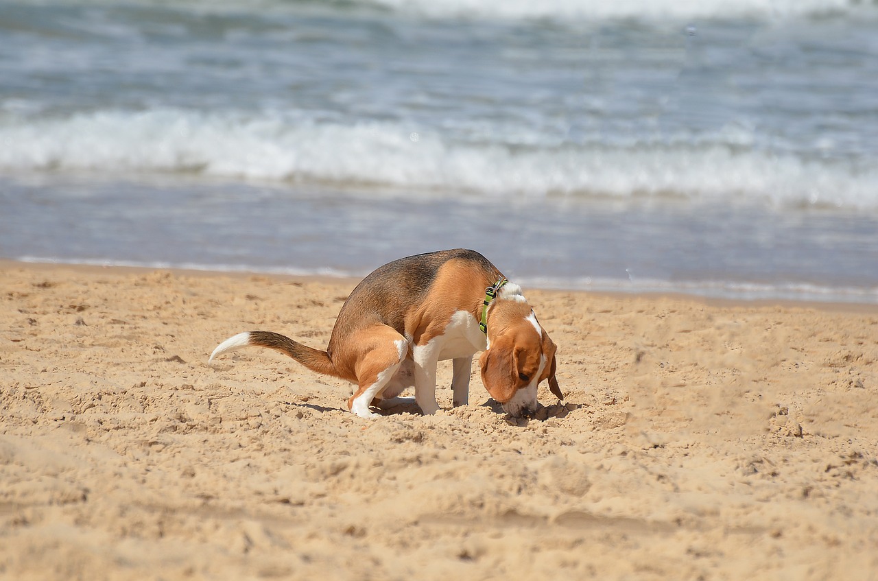 sand beach water free photo