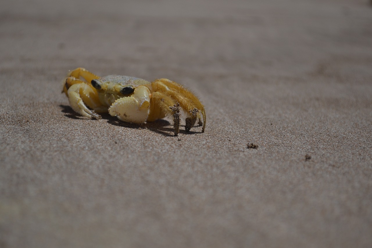 sand beach nature free photo